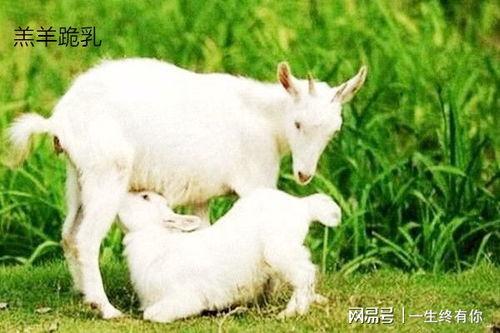 最新吃瓜爆料小羊图片,吃瓜群众热议,萌态可掬引关注